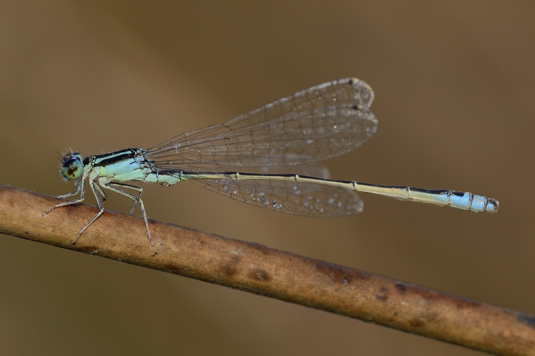 Ischnura elegans tipo C e domanda